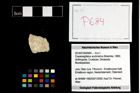 Foto (Objekt + Etikett) von Cracensigillatus acutirostrus (Moericke, 1889)  (NHMW-GEO-2014-0194-0684)